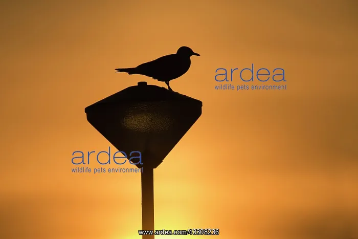 : 80186112 Common Gull - silhouette of bird - perched : 80186112 Common Gull - silhouette of bird - perched