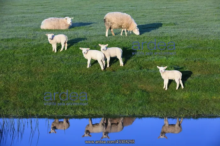 : 80186113 Texel Sheep - four lambs at edge of a channel : 80186113 Texel Sheep - four lambs at edge of a channel