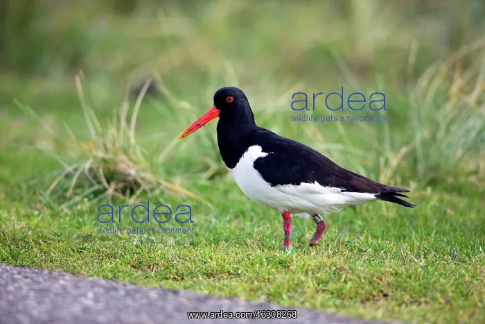 : 80186114 Oystercatcher - with amputated foot and : 80186114 Oystercatcher - with amputated foot and