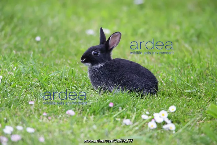 : 80186115 Wild Rabbit - hybrid - with domestic rabbit : 80186115 Wild Rabbit - hybrid - with domestic rabbit