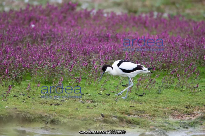 : 80186116 Avocet - searching for food - amongst red : 80186116 Avocet - searching for food - amongst red