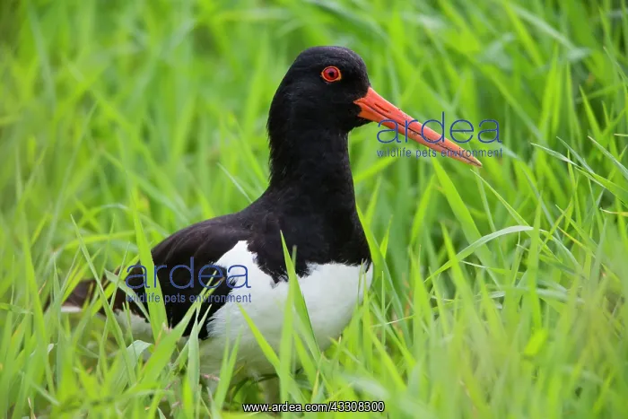 : 80186117 Oystercatcher - portrait Island of Texel : 80186117 Oystercatcher - portrait Island of Texel