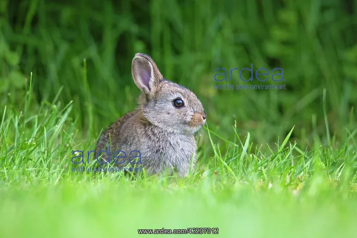 : 80186123 Wild Rabbit - young animal - nibbling on : 80186123 Wild Rabbit - young animal - nibbling on