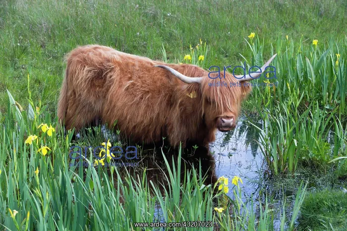 : 80186124 Highland Cow - standing in ditch - amongst : 80186124 Highland Cow - standing in ditch - amongst