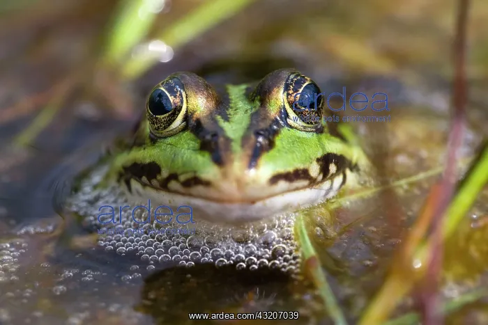 : 80186125 Marsh Frog - Portrait Island of Texel : 80186125 Marsh Frog - Portrait Island of Texel