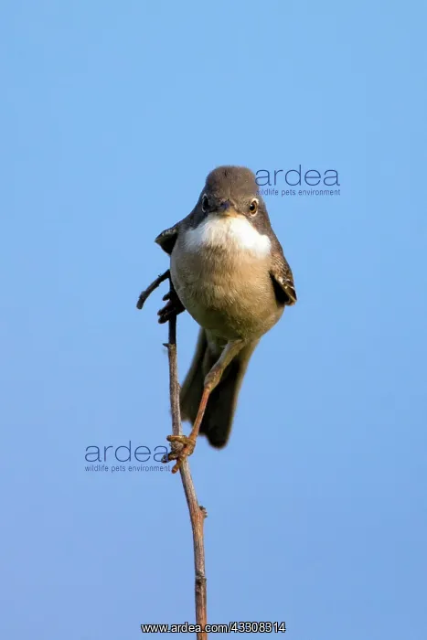 : 80186126 Whitethroat - portrait Island of Texel : 80186126 Whitethroat - portrait Island of Texel