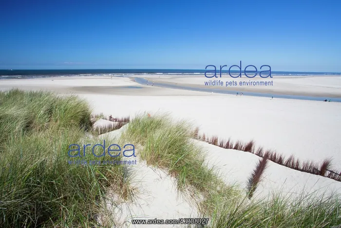 : 80186127 Wind Erosion Breakers- positioned along : 80186127 Wind Erosion Breakers- positioned along