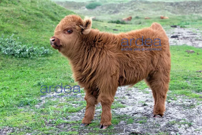 : 80186130 Highland Cow - calf Island of Texel, Holland : 80186130 Highland Cow - calf Island of Texel, Holland