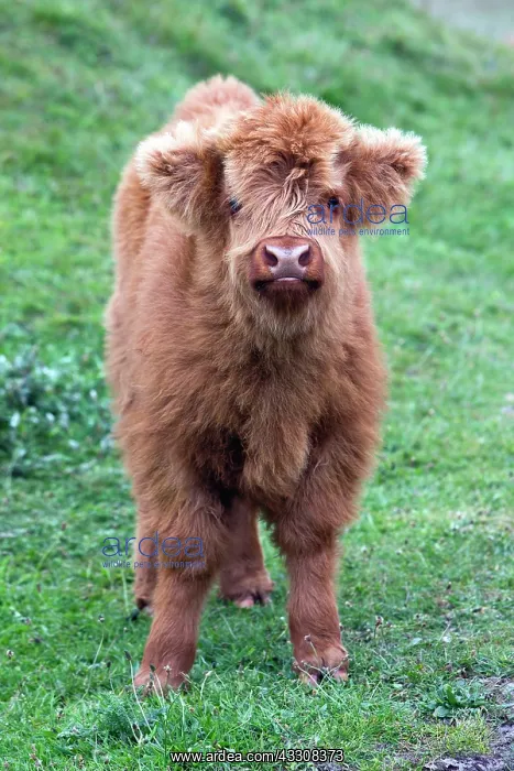  : 80186131 Highland Cow - calf - looking inquisitve