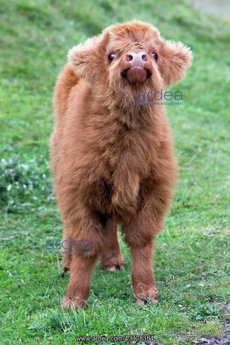: 80186132 Highland Cow - calf - looking inquisitive : 80186132 Highland Cow - calf - looking inquisitive