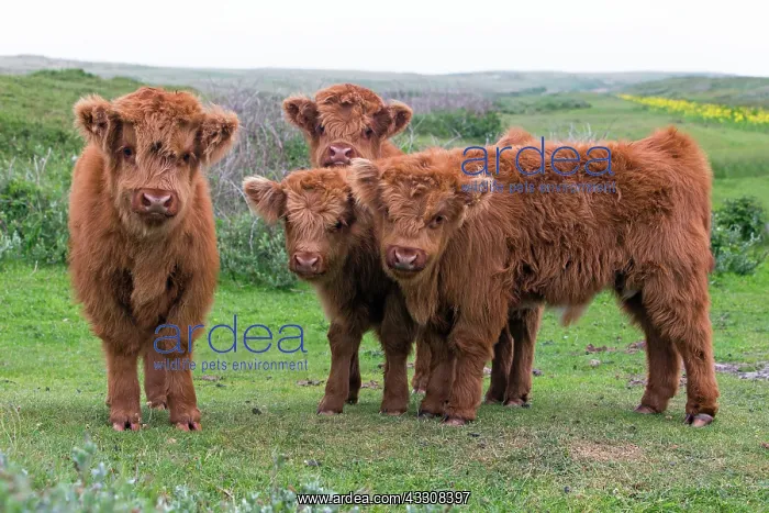 : 80186133 Highland Cow - four calves - looking inquisitive : 80186133 Highland Cow - four calves - looking inquisitive