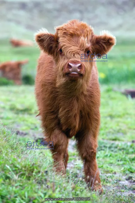 : 80186134 Highland Cow - calf - looking inquisitive : 80186134 Highland Cow - calf - looking inquisitive