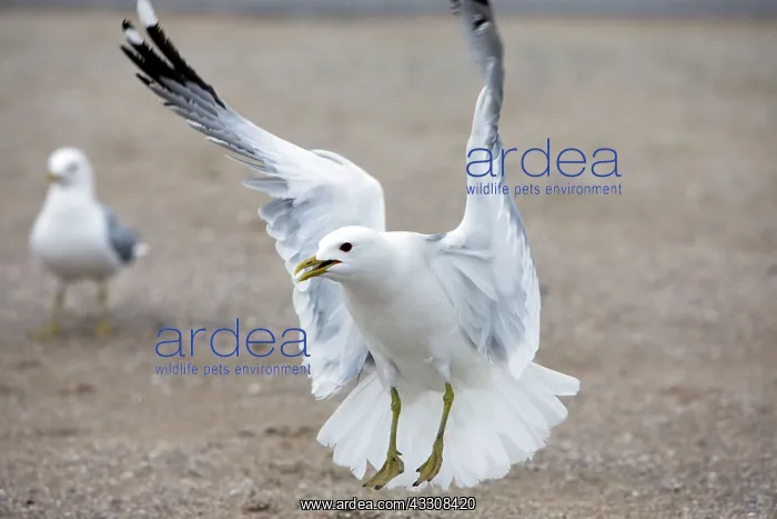  : 80186135 Common Gull - in landing flight - calling