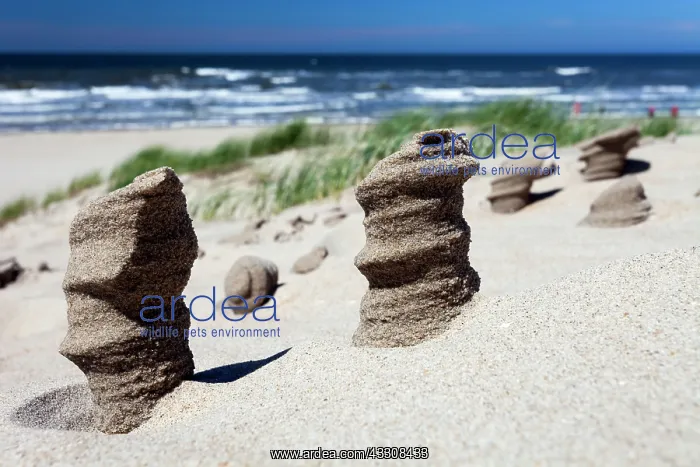 : 80186136 Wind Erosion - of sand formations - on : 80186136 Wind Erosion - of sand formations - on