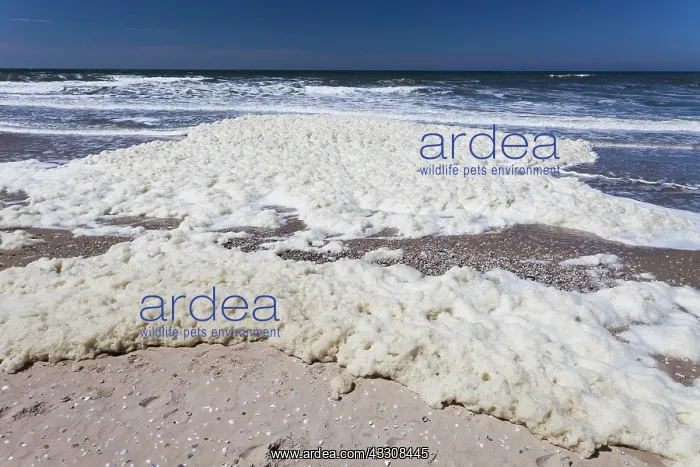 : 80186137 Froth and Scum - the aftermath from a storm : 80186137 Froth and Scum - the aftermath from a storm