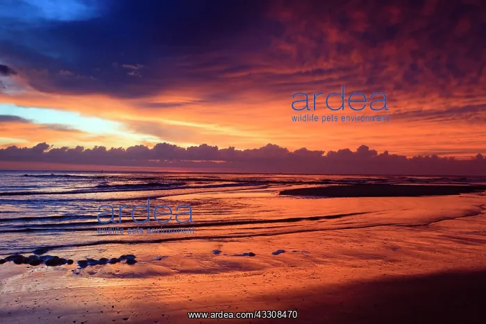 : 80186139 Sunset - over the North Sea Island of : 80186139 Sunset - over the North Sea Island of