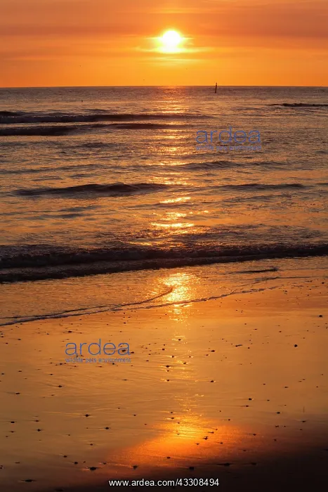 : 80186141 Sunset - over the North Sea Island of Texel : 80186141 Sunset - over the North Sea Island of Texel