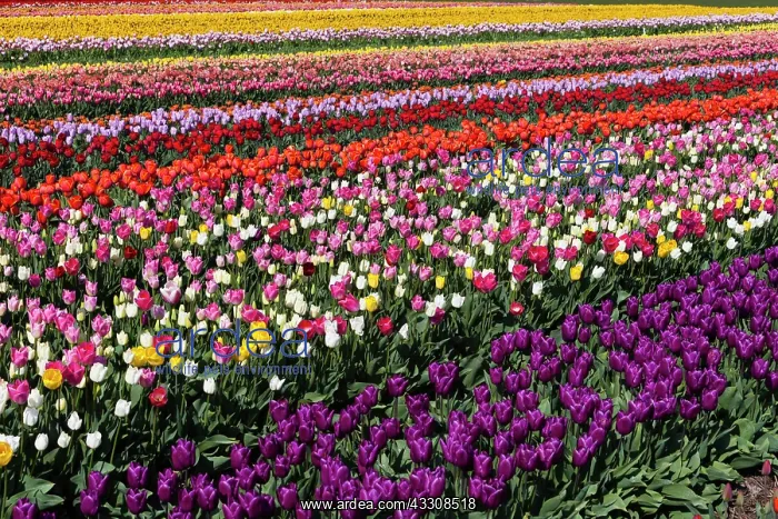: 80186143 Tulip Crop - grown for the bulb harvest : 80186143 Tulip Crop - grown for the bulb harvest