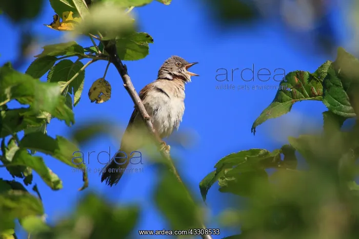 : 80186144 Whitethroat - singing from a branch Lower : 80186144 Whitethroat - singing from a branch Lower