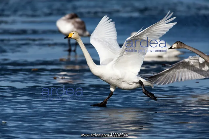 : 80186145 Whooper Swan - bird in take-off flight : 80186145 Whooper Swan - bird in take-off flight