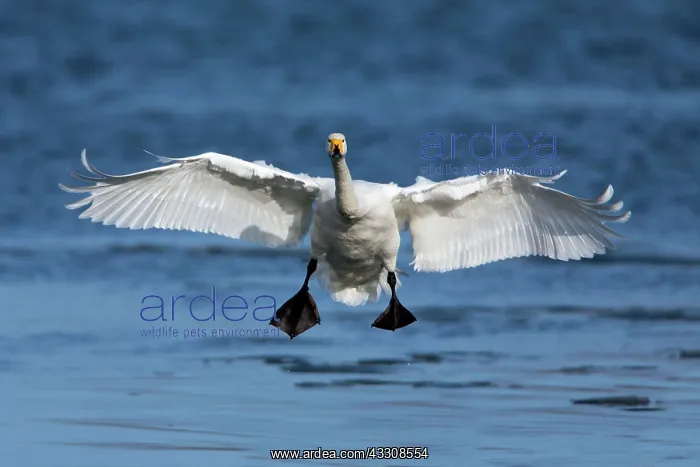 : 80186146 Whooper Swan - bird in flight - landing : 80186146 Whooper Swan - bird in flight - landing