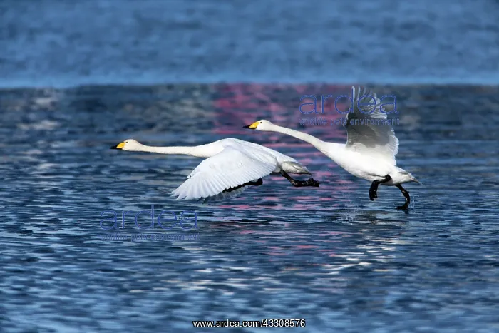 : 80186148 Whooper Swan - two birds in take-of flight : 80186148 Whooper Swan - two birds in take-of flight