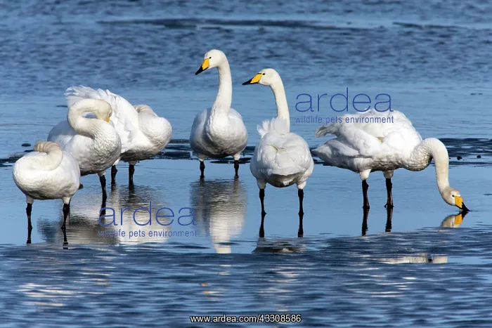 : 80186149 Whooper Swan - group of birds resting at : 80186149 Whooper Swan - group of birds resting at