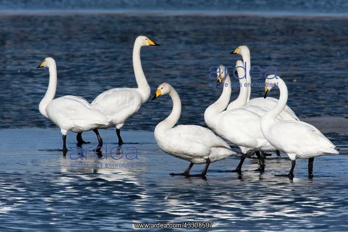 : 80186150 Whooper Swan - group of birds resting at : 80186150 Whooper Swan - group of birds resting at