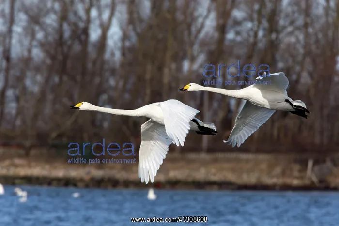 : 80186151 Whooper Swan - two birds in flight - over : 80186151 Whooper Swan - two birds in flight - over