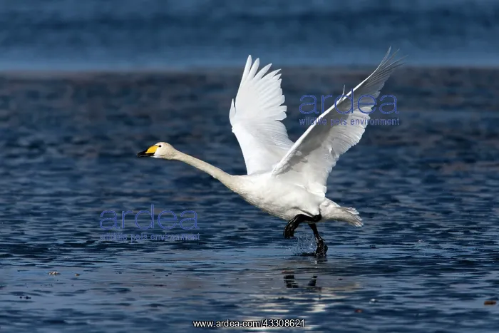 : 80186152 Whooper Swan - bird in take-off flight : 80186152 Whooper Swan - bird in take-off flight