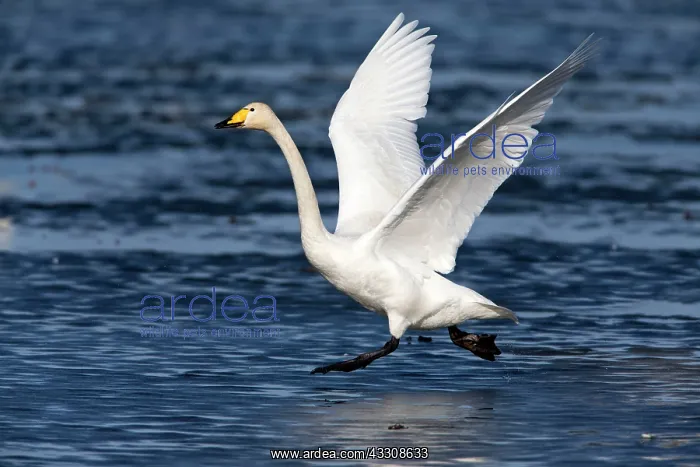: 80186153 Whooper Swan - bird in take-off flight : 80186153 Whooper Swan - bird in take-off flight