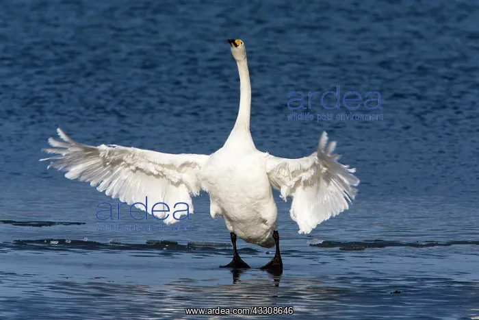 : 80186154 Whooper Swan - bird preening and flapping : 80186154 Whooper Swan - bird preening and flapping