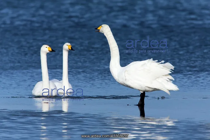 : 80186155 Whooper Swan - one bird calling to two : 80186155 Whooper Swan - one bird calling to two