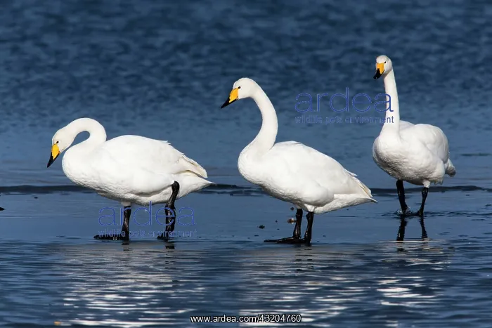 : 80186156 Whooper Swan - three birds on the shore : 80186156 Whooper Swan - three birds on the shore