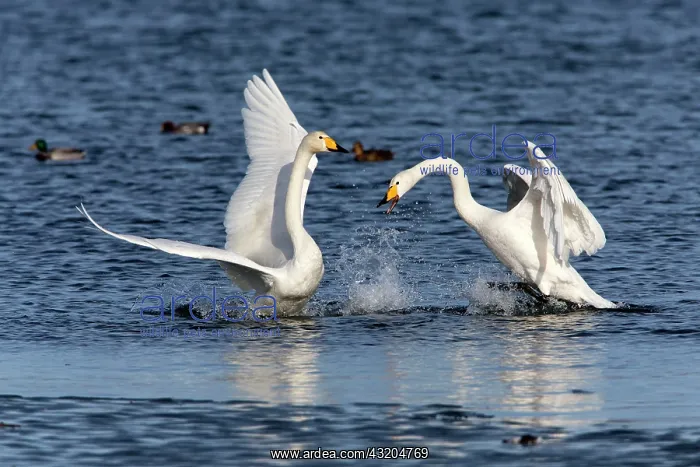 : 80186157 Whooper Swan - two birds fighting Baltic : 80186157 Whooper Swan - two birds fighting Baltic