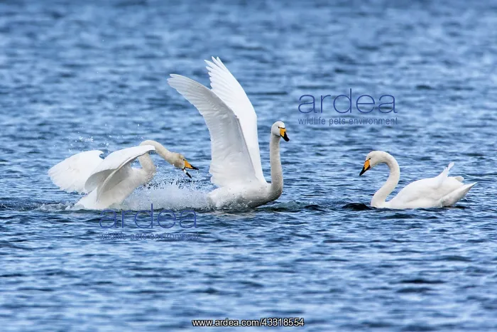 : 80186158 Whooper Swan - two birds fighting - one : 80186158 Whooper Swan - two birds fighting - one