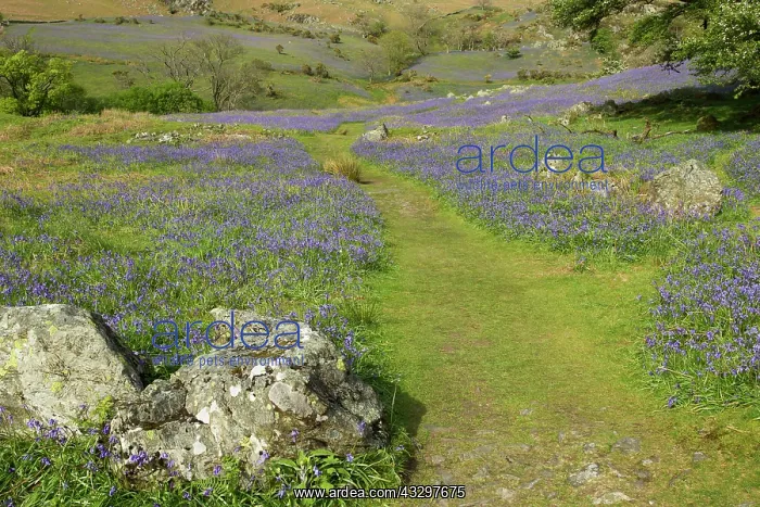 : 80186160 Rannerdale Bluebells in full display on : 80186160 Rannerdale Bluebells in full display on