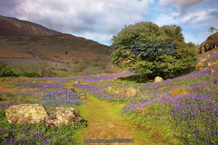 : 80186161 Rannerdale Bluebells in full display on : 80186161 Rannerdale Bluebells in full display on