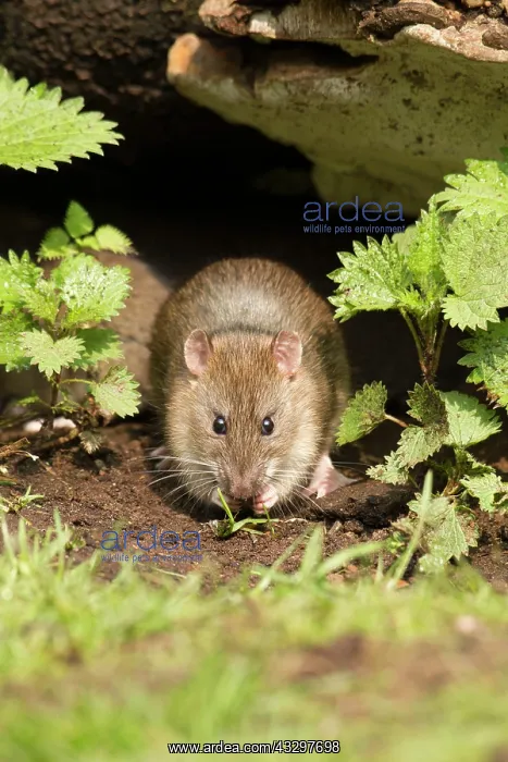 : 80186162 Brown Rat - eating seeds under an old fallen : 80186162 Brown Rat - eating seeds under an old fallen