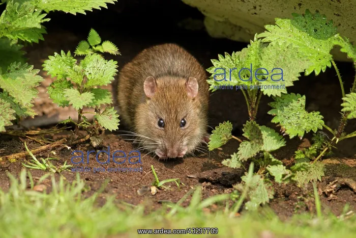  : 80186163 Brown Rat - eating seeds under an old fallen