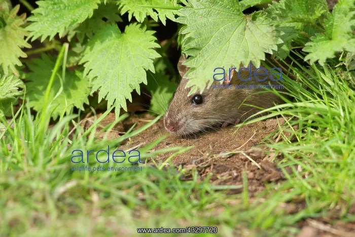 : 80186164 Brown Rat - amonst vegetation - March Cannock : 80186164 Brown Rat - amonst vegetation - March Cannock