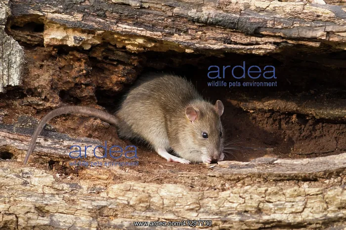 : 80186165 Brown Rat - feeding in an old decaying : 80186165 Brown Rat - feeding in an old decaying
