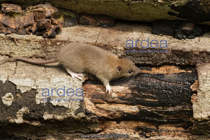  : 80186166 Brown Rat - juvenile drinking water on
