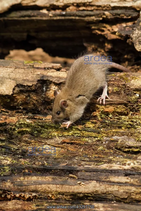 : 80186167 Brown Rat - juvenile exploring on an old : 80186167 Brown Rat - juvenile exploring on an old