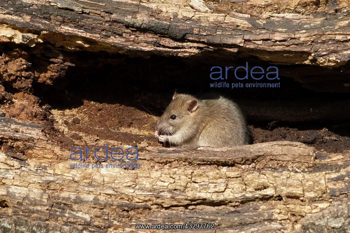 : 80186168 Brown Rat - juvenile feeding on an old : 80186168 Brown Rat - juvenile feeding on an old
