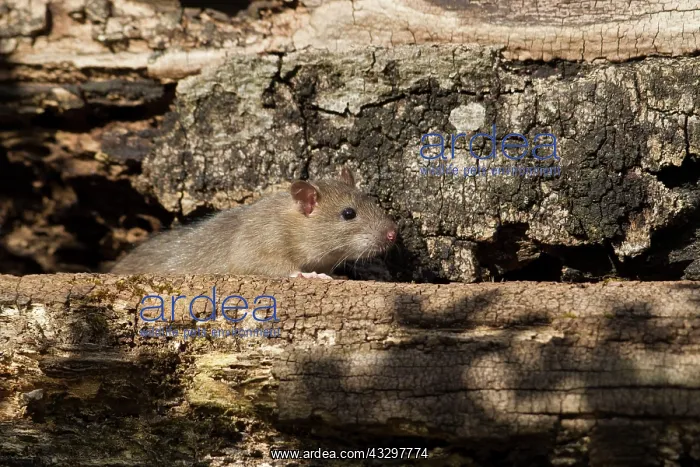 : 80186169 Brown Rat - juvenile exploring on an old : 80186169 Brown Rat - juvenile exploring on an old