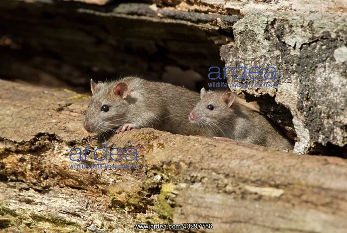 : 80186170 Brown Rat - juvenile pair exploring on : 80186170 Brown Rat - juvenile pair exploring on