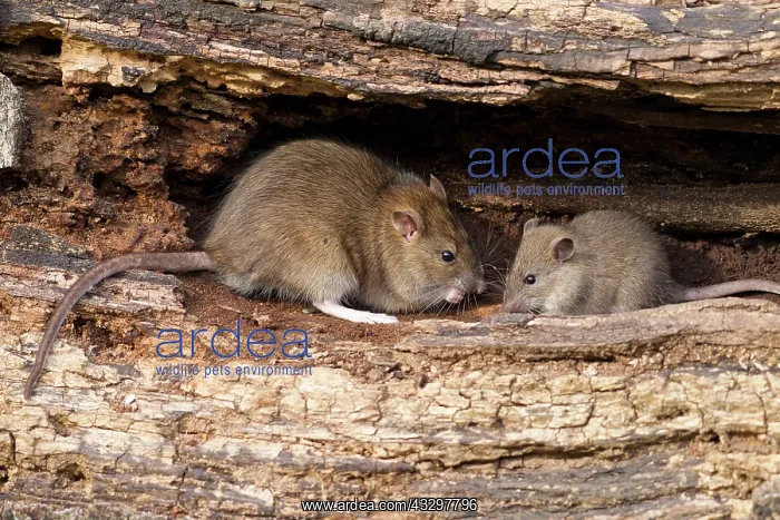 : 80186171 Brown Rat - juvenile pair feeding on an : 80186171 Brown Rat - juvenile pair feeding on an
