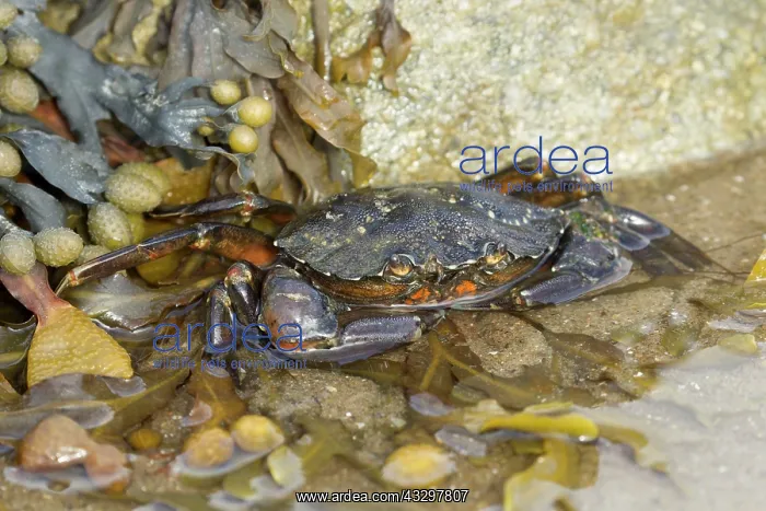 : 80186172 Common Shore Crab / Green Crab partly submerged : 80186172 Common Shore Crab / Green Crab partly submerged