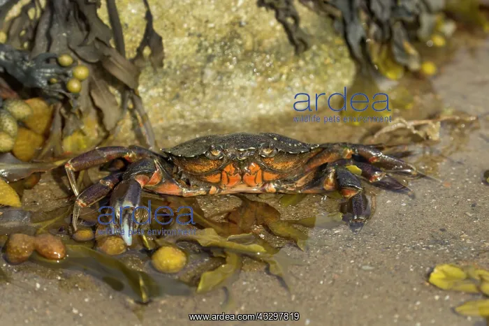 : 80186173 Common Shore Crab / Green Crab partly submerged : 80186173 Common Shore Crab / Green Crab partly submerged